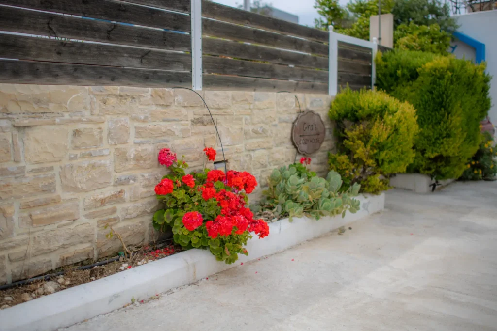 Geraniums along the stone wall at the entrance