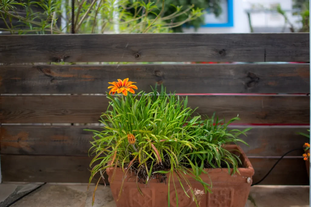 Flowers in a planter by the courtyard fence