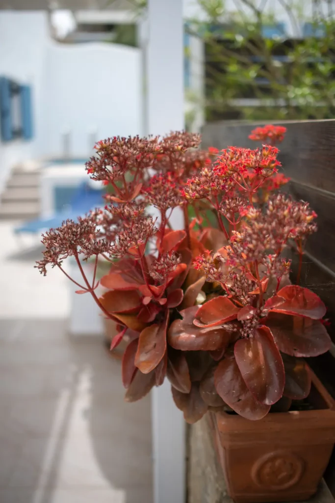 A potted plant on the courtyard wall